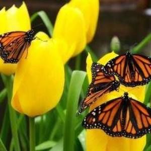 Meet your Posher, Jody